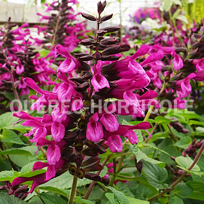 image de Salvia hybrida Unplugged® Pink
