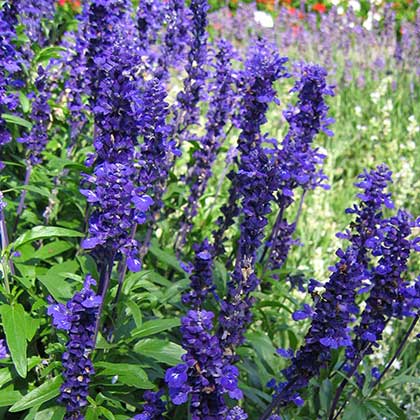 image de Salvia farinacea Cathedral™ Deep Blue