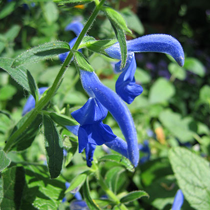 image de Salvia patens Oceana® Blue