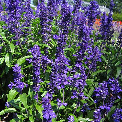 image de Salvia farinacea Velocity™ Blue