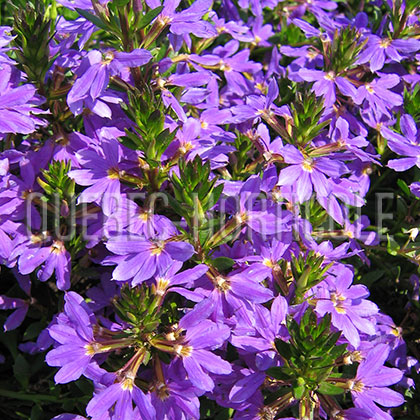 image de Scaevola aemula 