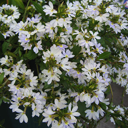 image de Scaevola aemula 