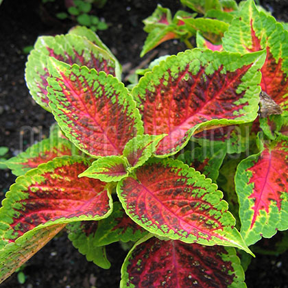 image de Plectranthus Versa Watermelon