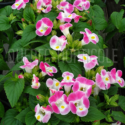 image de Torenia x hybrida Catalina® Pink