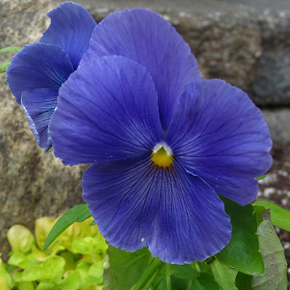 image de Viola x wittrockiana Delta™ Premium True Blue