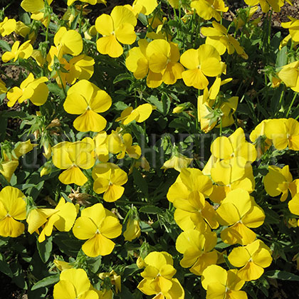 image de Viola Velocity™ Mimosa Yellow