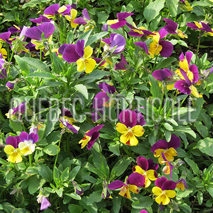 image de Viola Popsicles Purple Yellow