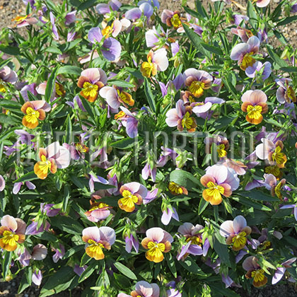 image de Viola x hybrida Skippy XL Plum-Gold