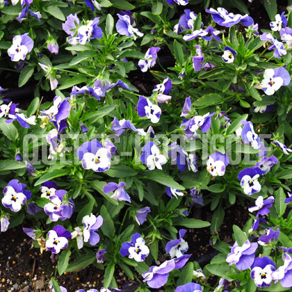 image de Viola x hybrida Sorbet® XP Delft Blue