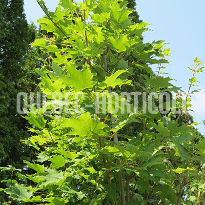 image de Acer platanoides Columnare