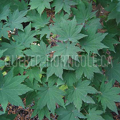 image de Acer pseudosieboldianum 