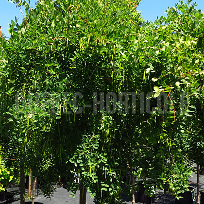 image de Caragana arborescens 'Pendula' 