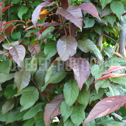 image de Prunus cerasifera Crimson Pointe