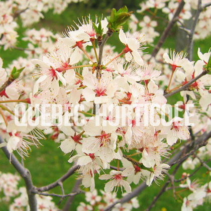 image de Prunus nigra 