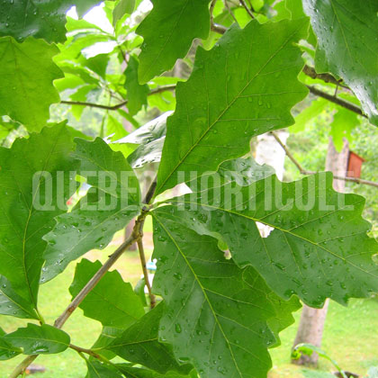 image de Quercus bicolor 