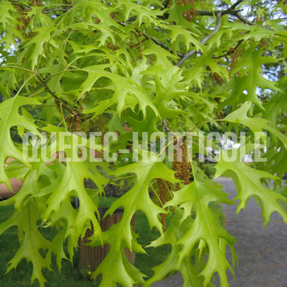 image de Quercus coccinea 