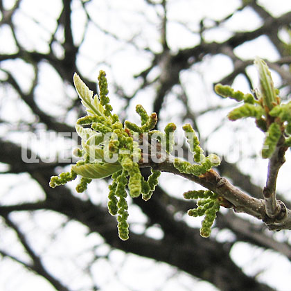 image de Quercus macrocarpa 