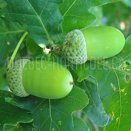 image de Quercus robur Fastigiata