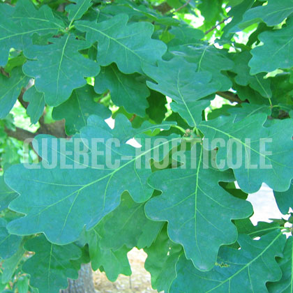 image de Quercus robur 