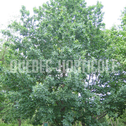 image de Quercus robur 