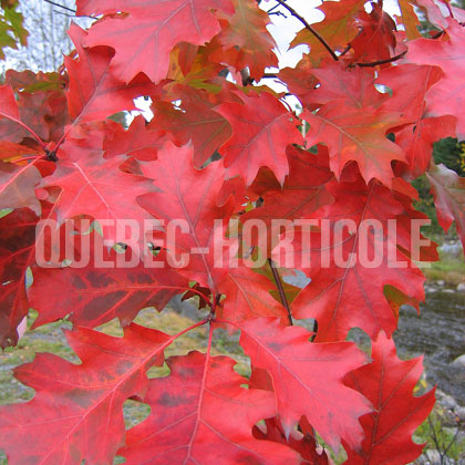 image de Quercus rubra 