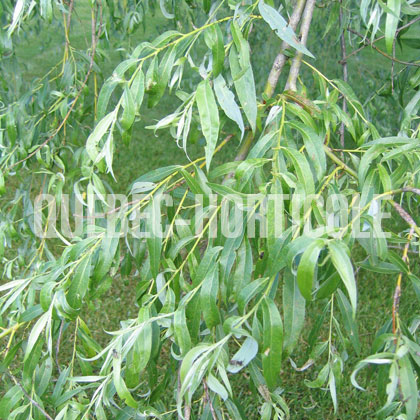 image de Salix alba Tristis