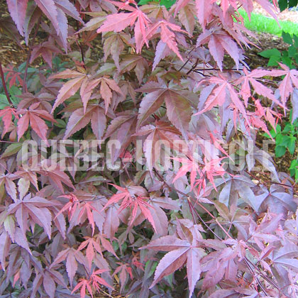 image de Acer palmatum Atropurpureum