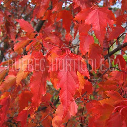 image de Acer tataricum subsp. ginnala 