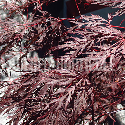 image de Acer palmatum var. dissectum Inaba Shidare
