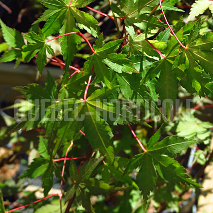 image de Acer palmatum Katsura
