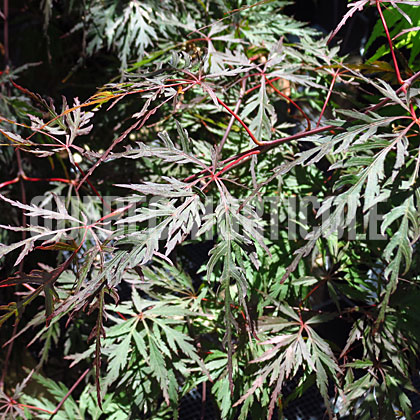 image de Acer palmatum var. dissectum Orangeola
