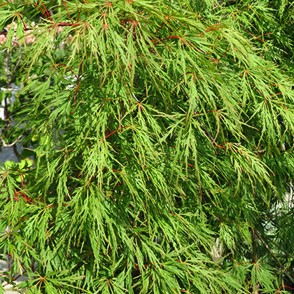image de Acer palmatum var. dissectum Viridis