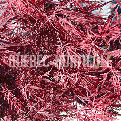 image de Acer palmatum var. dissectum Red Dragon