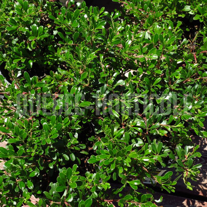 image de Arctostaphylos uva-ursi Vancouver Jade