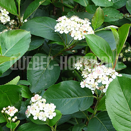 image de Aronia melanocarpa McKenzie