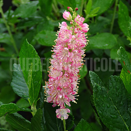 image de Clethra alnifolia Ruby Spice