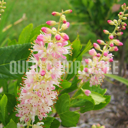 image de Clethra alnifolia Rosea