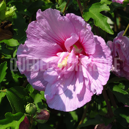 image de Hibiscus syriacus Lavender Chiffon