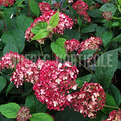 image de Hydrangea arborescens Invincibelle® Ruby