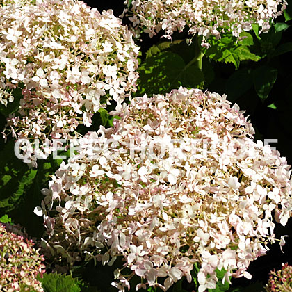 image de Hydrangea arborescens Invincibelle Wee White®