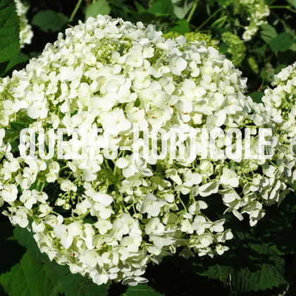image de Hydrangea arborescens Incrediball®