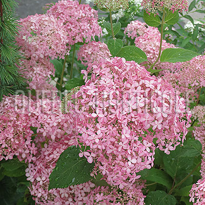image de Hydrangea arborescens Invincibelle® Spirit