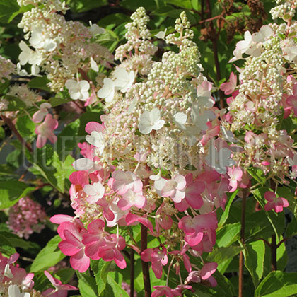 image de Hydrangea paniculata Pinky Winky®