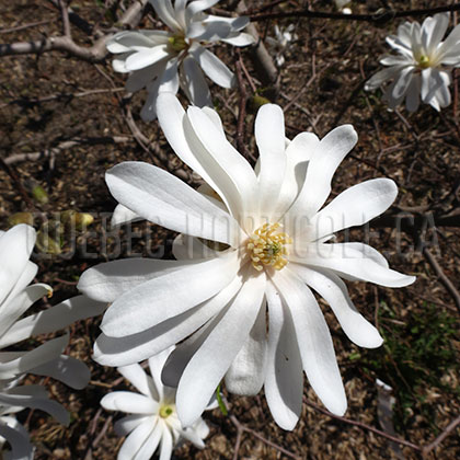 image de Magnolia stellata Royal Star