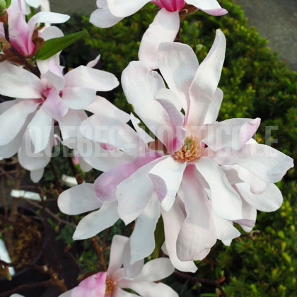 image de Magnolia x loebneri Leonard Messel