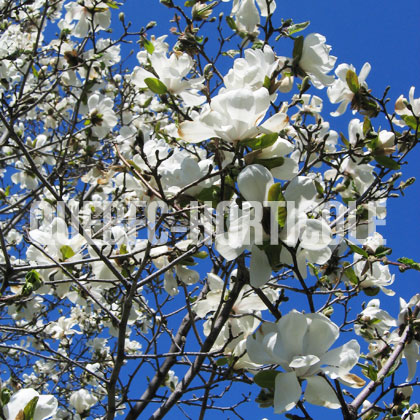 image de Magnolia x loebneri Merrill