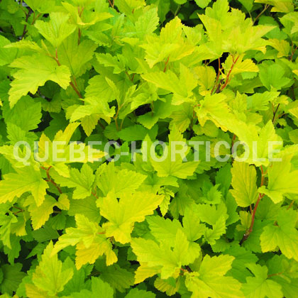image de Physocarpus opulifolius Luteus
