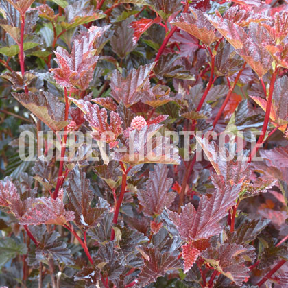 image de Physocarpus opulifolius Red Baron