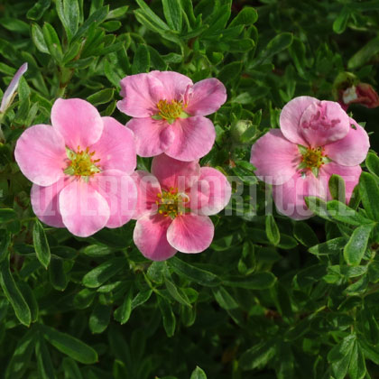 image de Potentilla fruticosa Happy Face® Pink Paradise