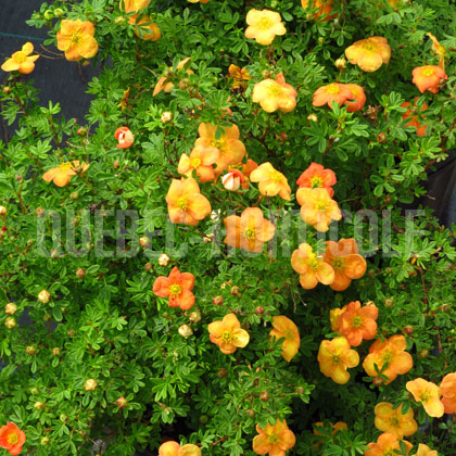 image de Potentilla fruticosa Orangeade
